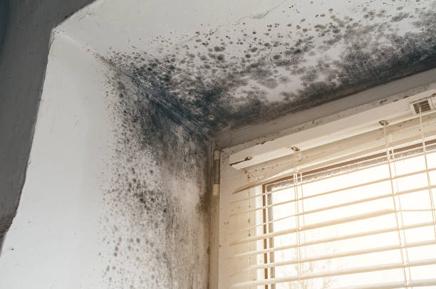 Affordable Attic Mold Remediation solutions in Madison, MD